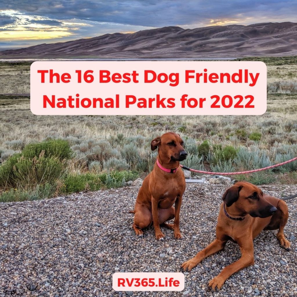The 16 Best Dog Friendly National Parks for 2022